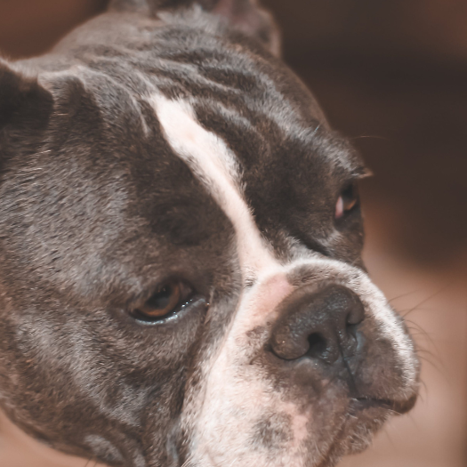 My Dog Has Carpal Hyperextension in His Front Leg Ligaments. What Should I Do?