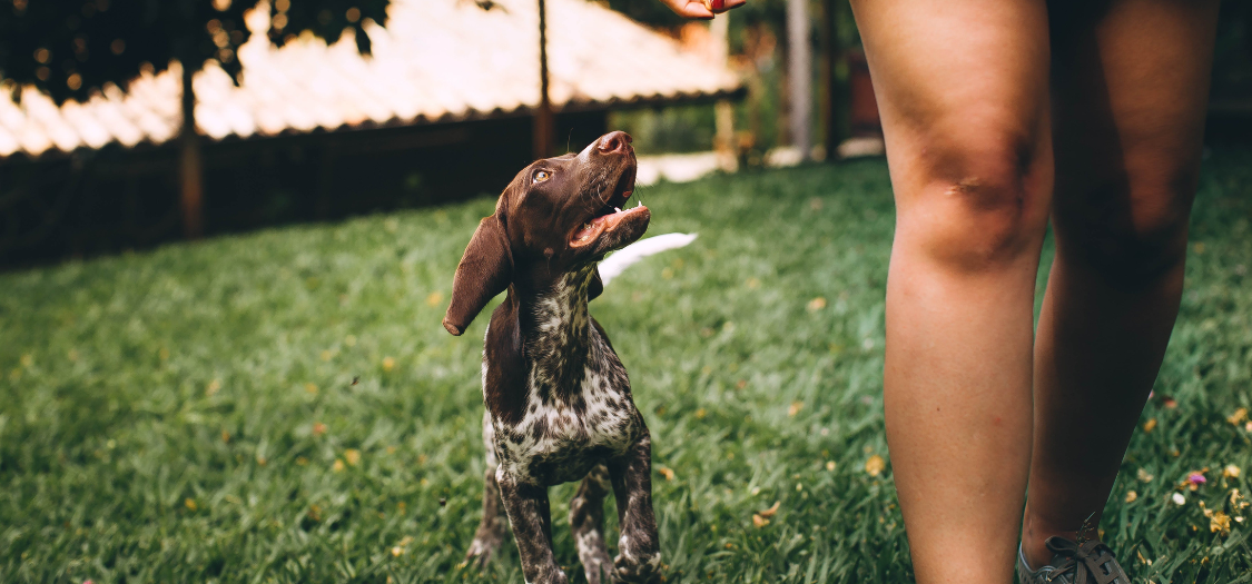 How Can I Treat Grass Allergies in My Dog? What Should I Do?