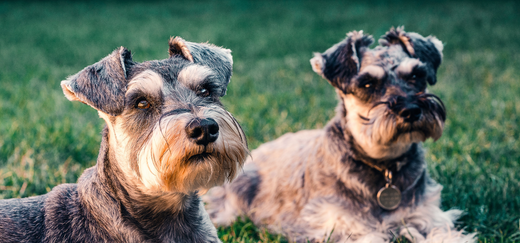 I Don’t Want My Dog To Have Cruciate Ligament Knee Surgery (TPLO Surgery). What Are The Alternative Treatments?