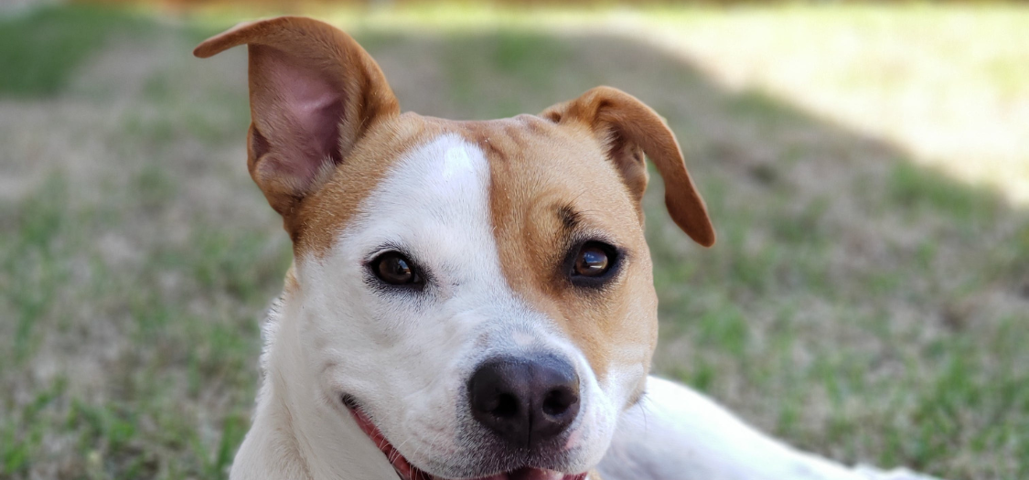 3 Best Carpal Hyperextension Braces for Dogs