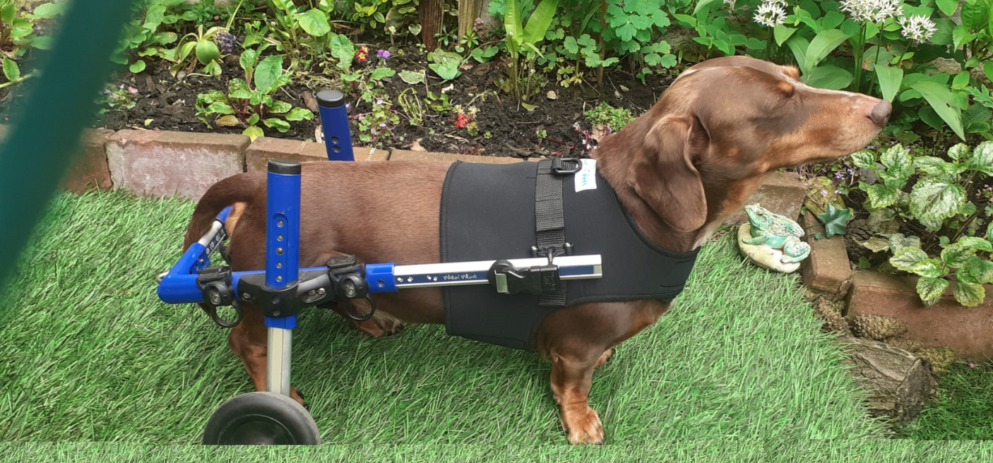 Can I Leave My Dog in Their Dog Wheelchair All Day?