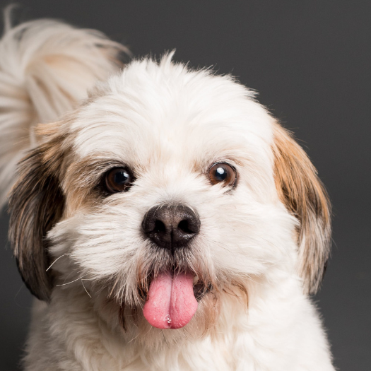 My 7 years old Shih Tzu has just been diagnosed with IVDD. He is still able to walk but he has pain and discomfort if he doesn't have his medication. His back legs appear to become weak and wobbly at times.