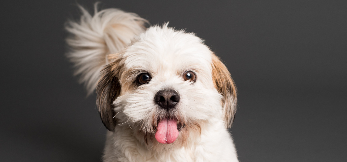 Where Is The Achilles Tendon On My Dog?