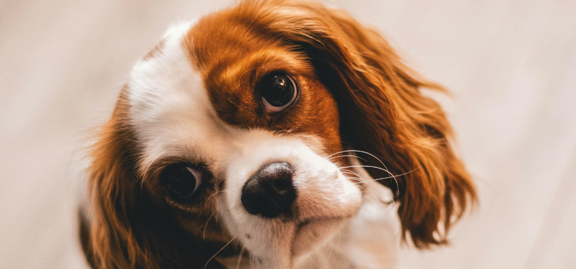 Does My Dog Have Carpal Hyperextension, a Carpal Injury or Front Paw Knuckling?