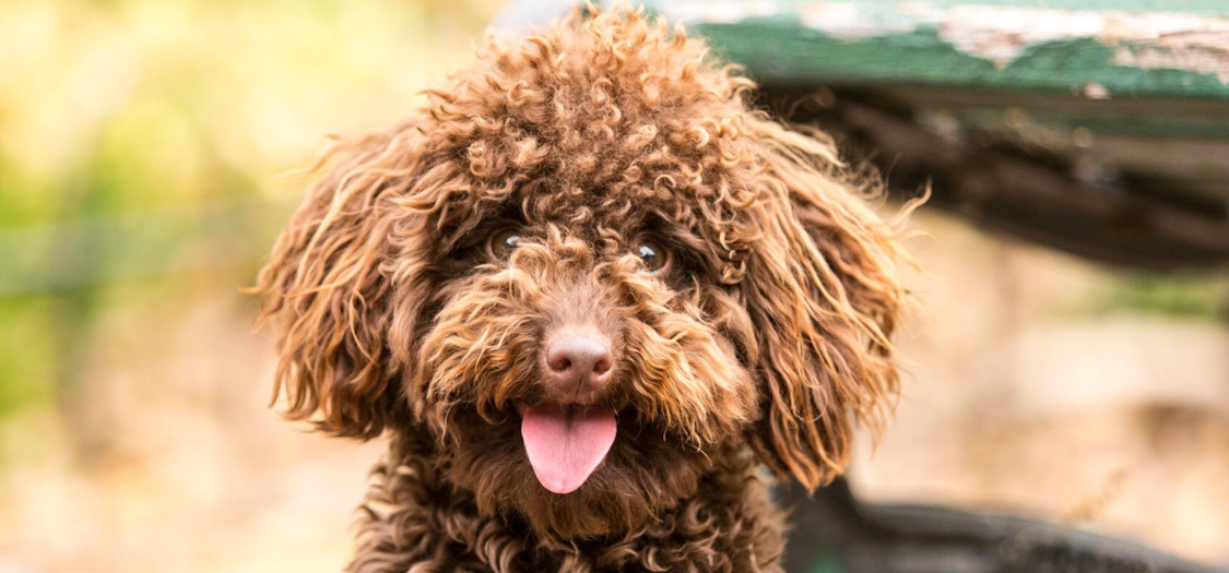 Our 10 year old Cockapoo had two spinal surgeries in April for slipped discs which unfortunately failed. She is now paralysed from the waist down and only her front legs work. What would you recommend?