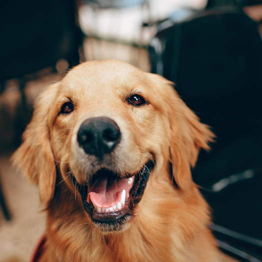 My Dog Has A Swollen Front Leg. What Should I Do?