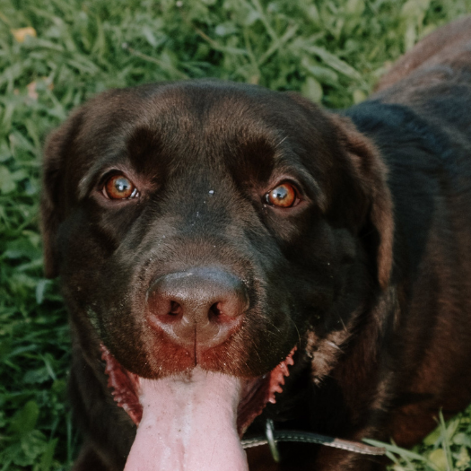 5 Top Dog Hip Braces for Hip Dysplasia 2024