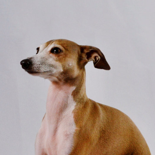 Albie, the Dog, Suffered a Traumatic IVDD Injury