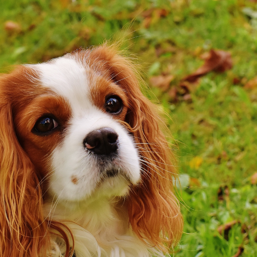 Where Is The Hock On My Dog?