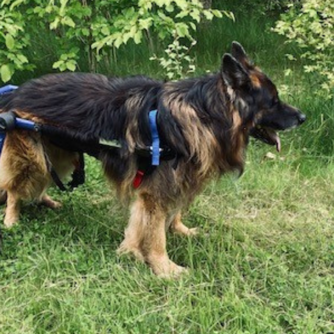 How Quickly Will It Take My Dog to Get Used to a Dog Wheelchair?