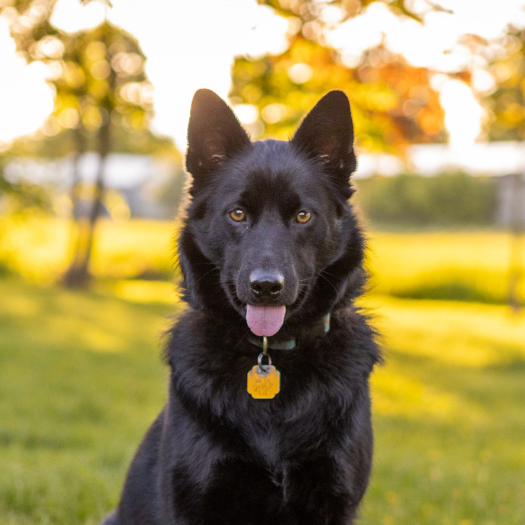 Understanding the Different Grades of Hip Dysplasia in My Dog