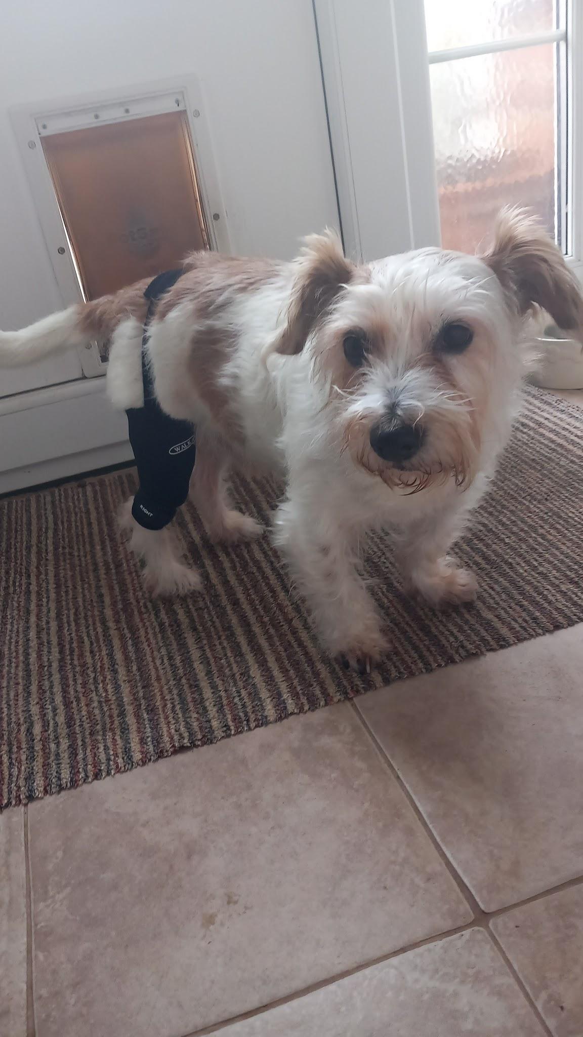 Jeff, the Terrier Dog, Suffered a Ruptured ACL Knee Ligament