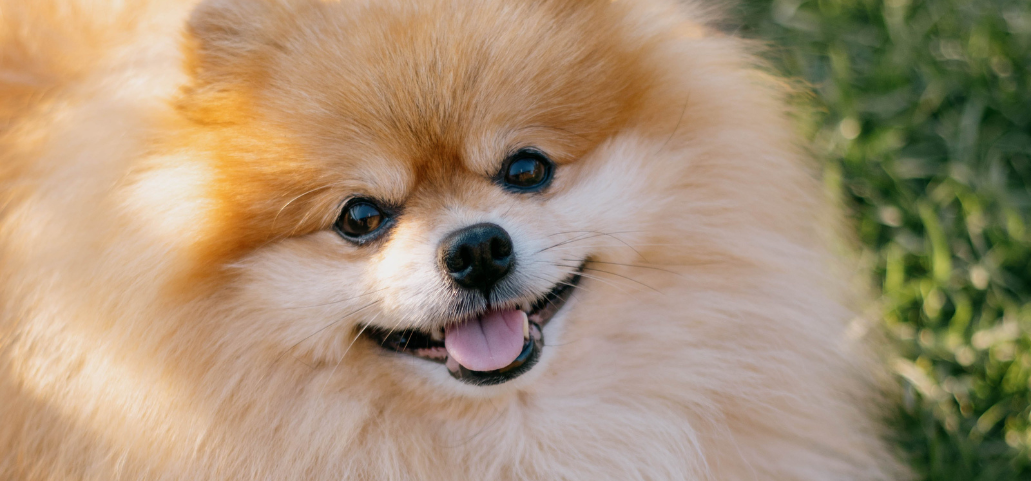 Black Skin Disease in Dogs
