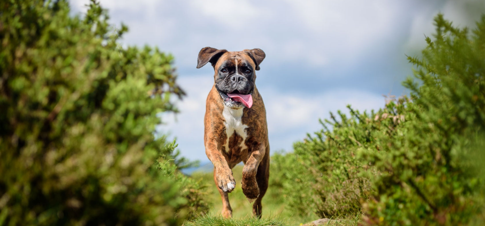 Winston's Joint System for Dogs