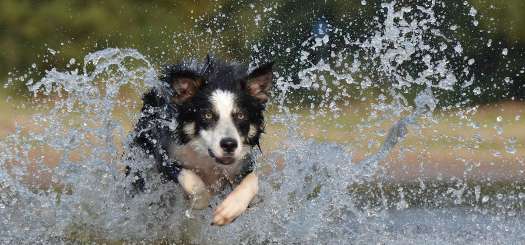 Natural Pain Relief for Dogs: Why to Use it and Choosing One That Works - Winstons Pain Formula for Dogs