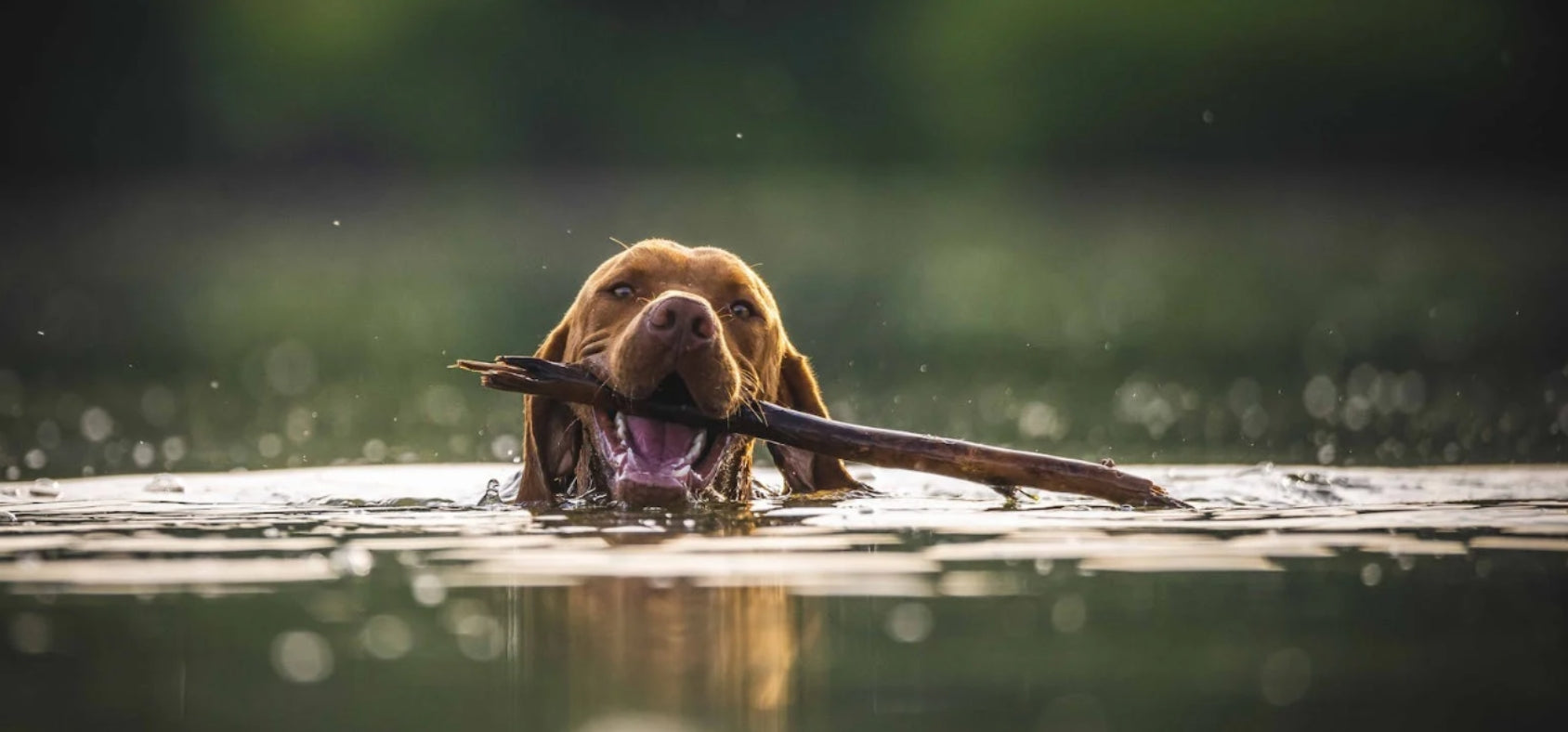 How to Approach Exercise During your Dogs Recovery