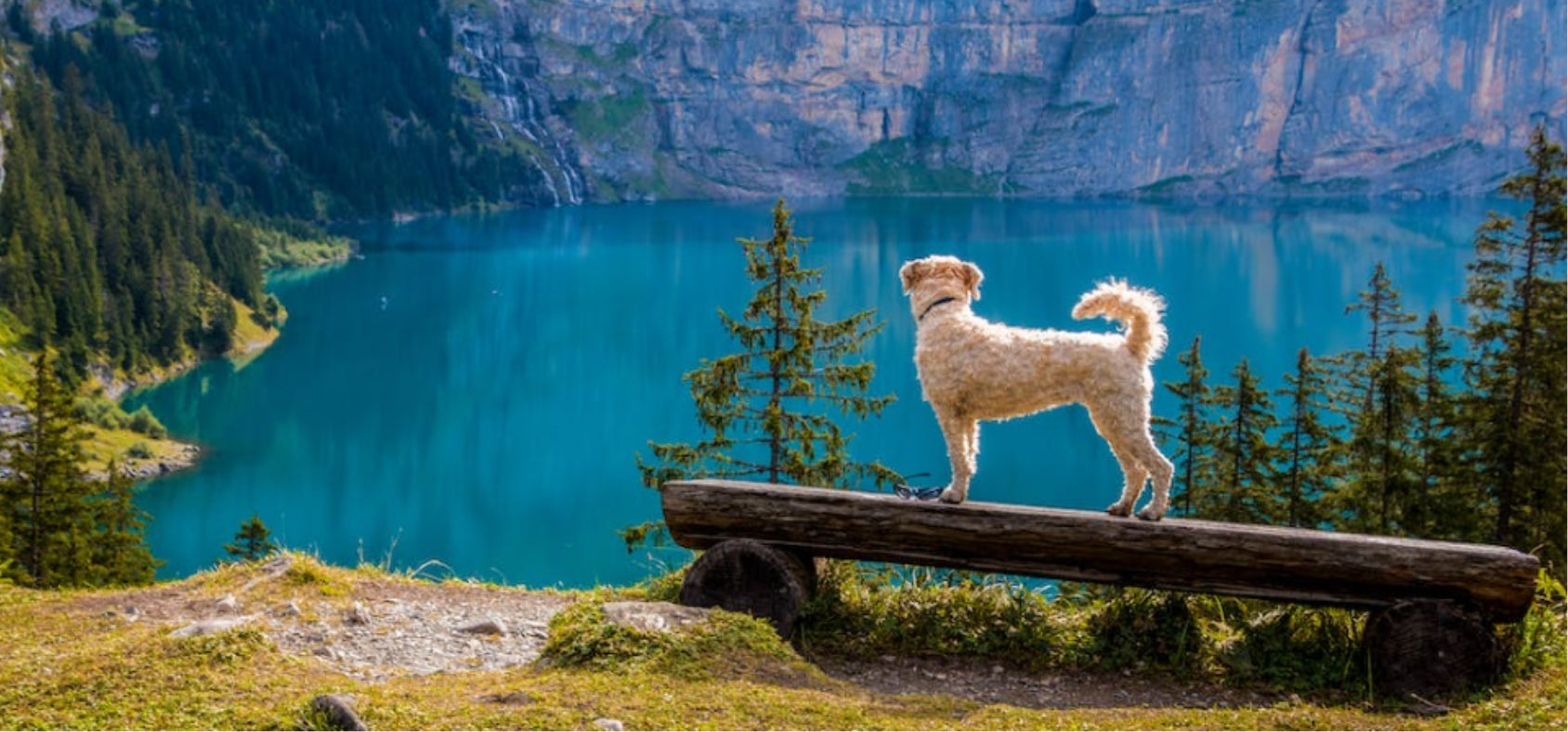 Glycanaid HA from Top Dog Health