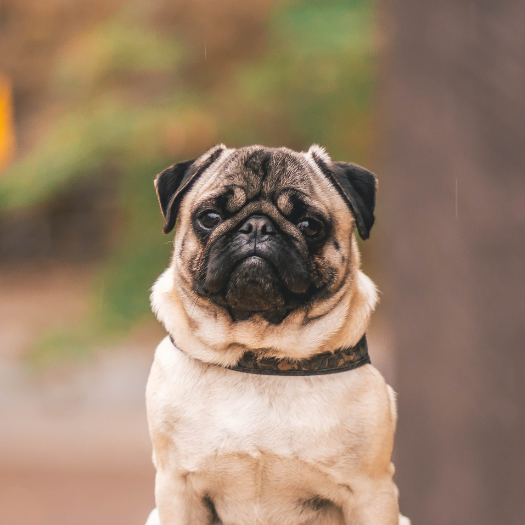 My Pug Has Started To Drag and Knuckle Their Back Paws. What Should I Do?