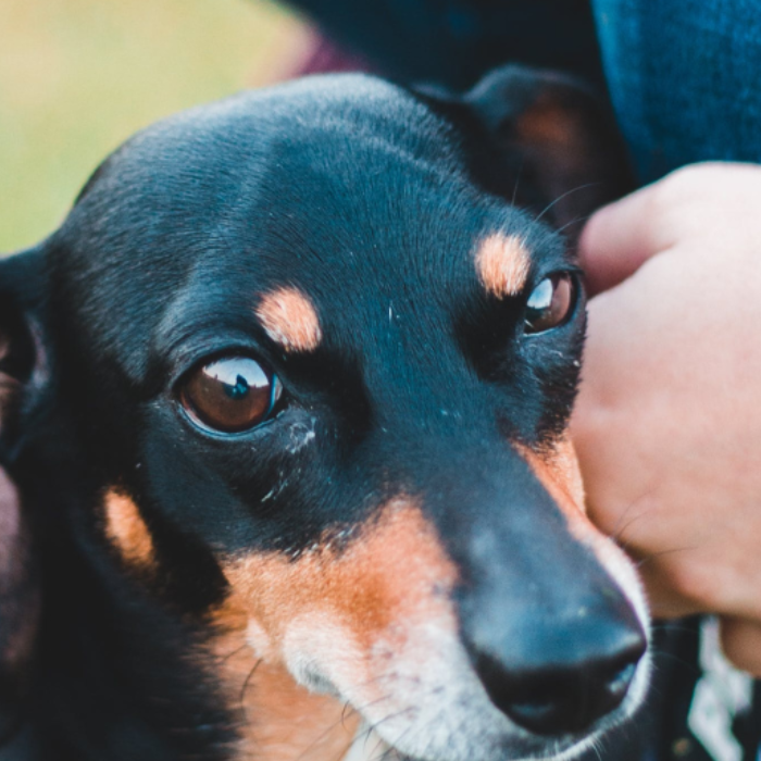 My Dog Drags His Back Paws Damaging His Nails and Skin. What Should I Do?