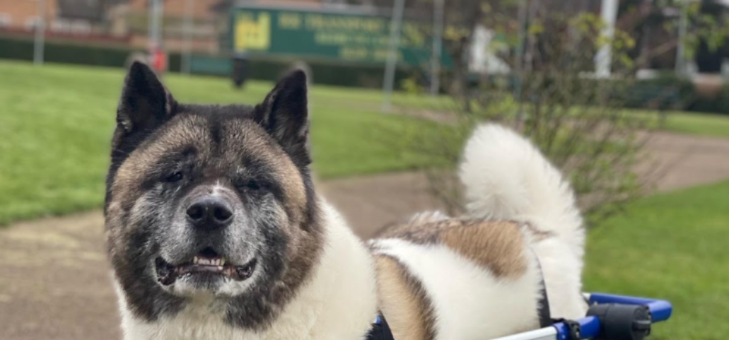 Teddy, the American Akita Dog, Tore Both His ACL Knee Ligaments