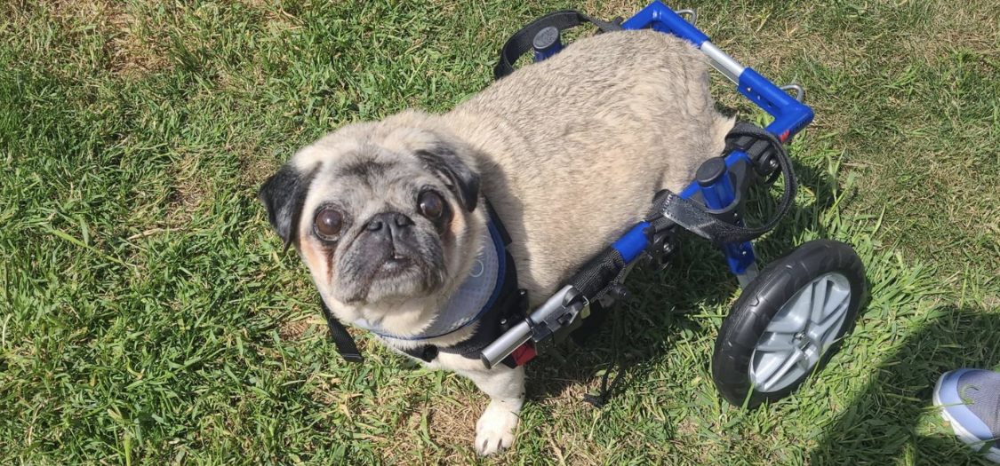 Summer suffered with Pug Myelopathy