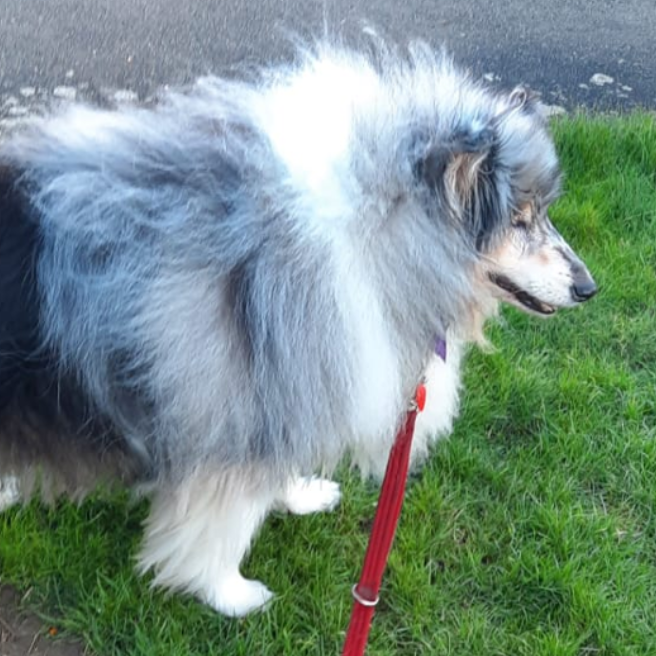 Mr Finlay, the Rough Collie dog, Paws Knuckle due to Spondylosis