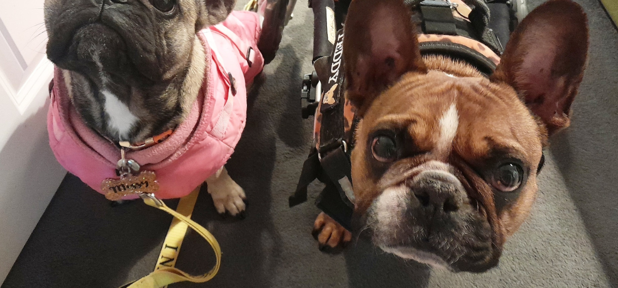 Teddy, the French Bulldog, has IVDD