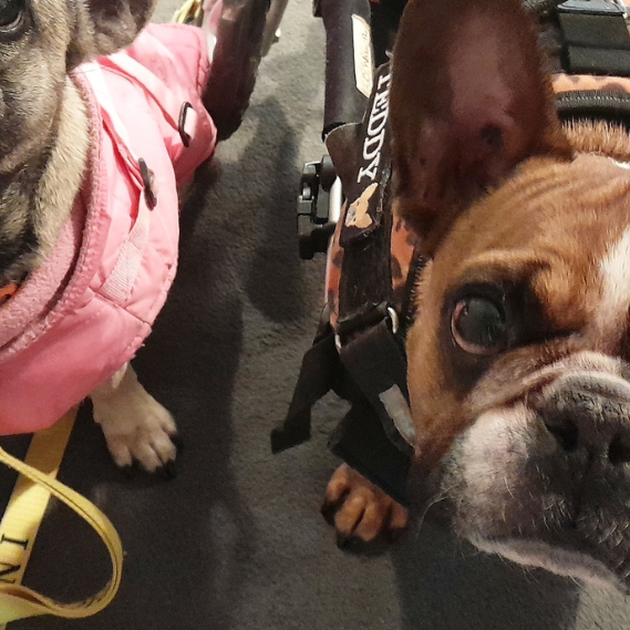 Teddy, the French Bulldog, has IVDD