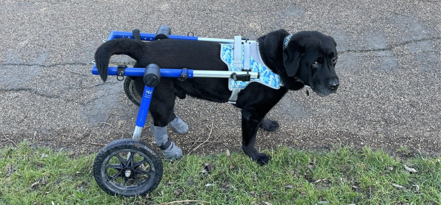 Atticus, the Labrador, suffers with Vasovagal Syncope and Arthritis