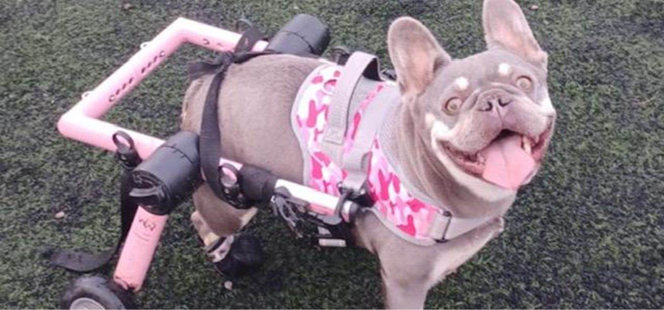 Doris the French Bulldog has IVDD