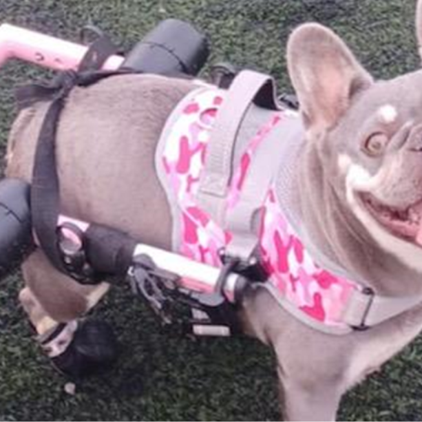 Doris the French Bulldog has IVDD