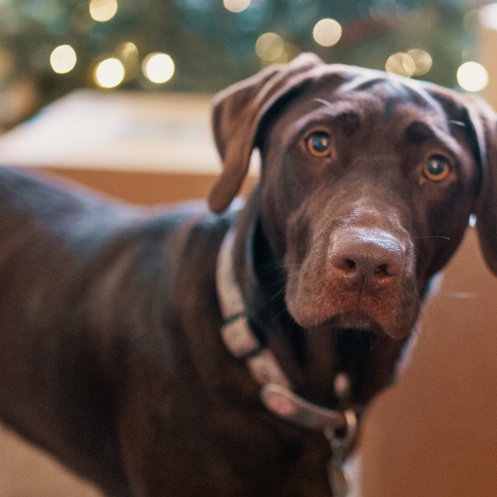 My Dogs Front Paw is Knuckling and Curling Over. What Should I Do?