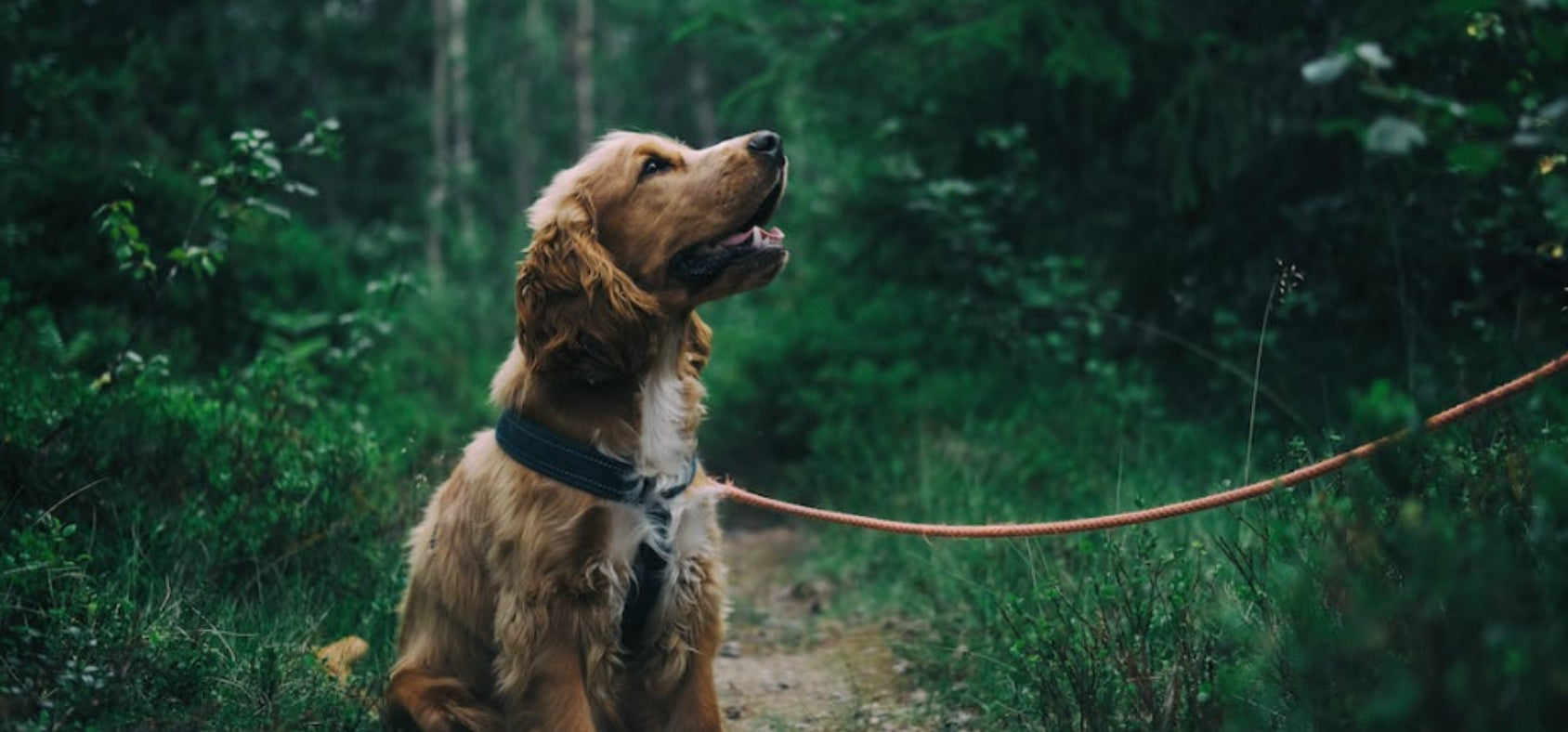 Swelling and Bruising After your Dogs Surgery