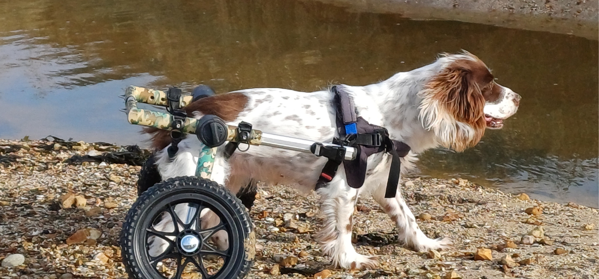 Viva, the dog, had a Bleed on the Spine