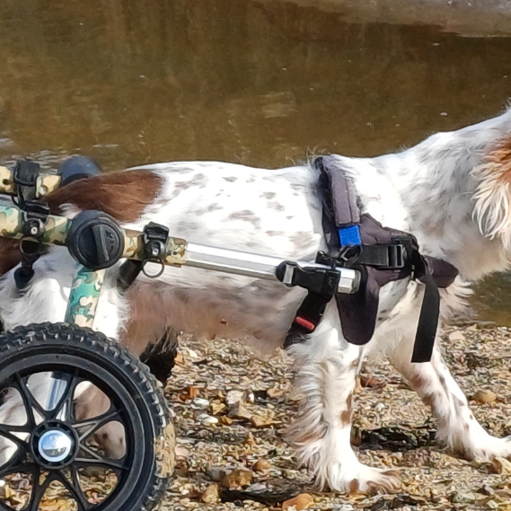 Viva, the dog, had a Bleed on the Spine