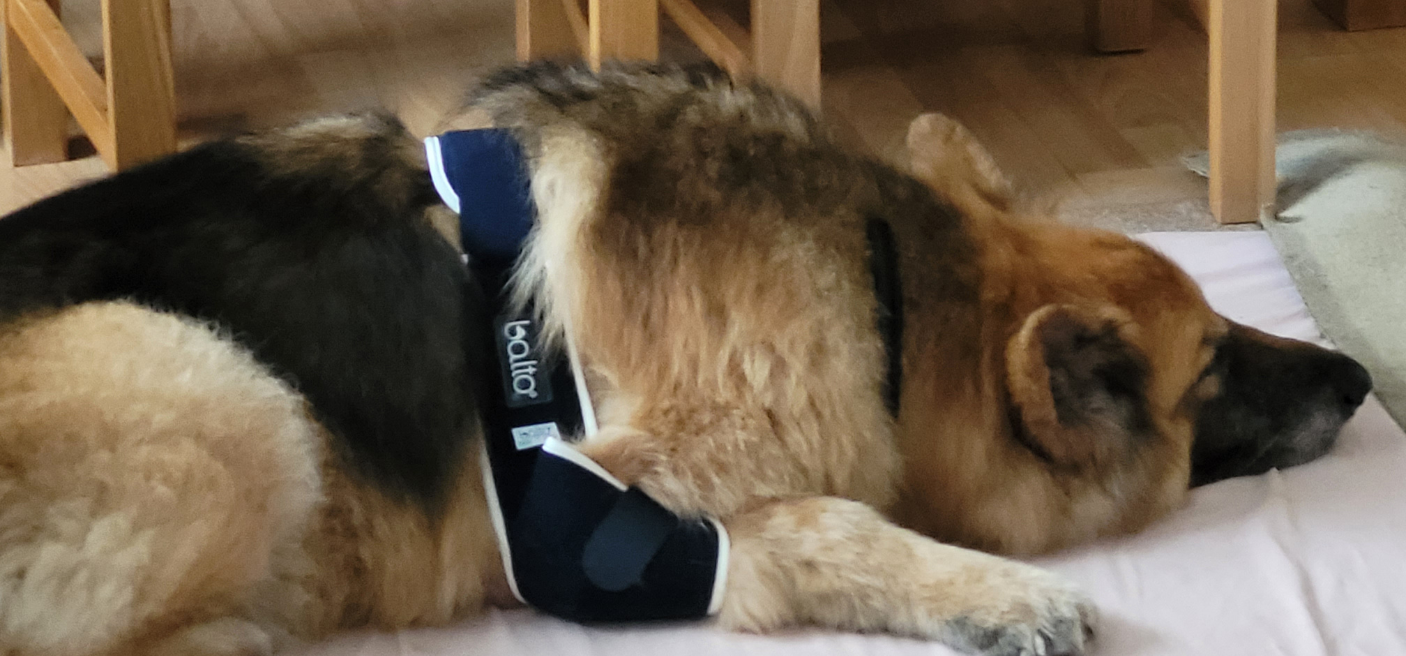 Kane, German Shepherd, suffered a Spinal Stroke and Elbow Hygromas