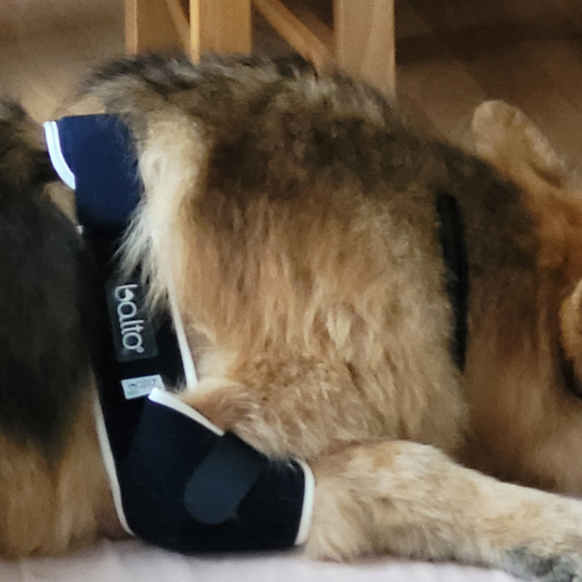 Kane, German Shepherd, suffered a Spinal Stroke and Elbow Hygromas