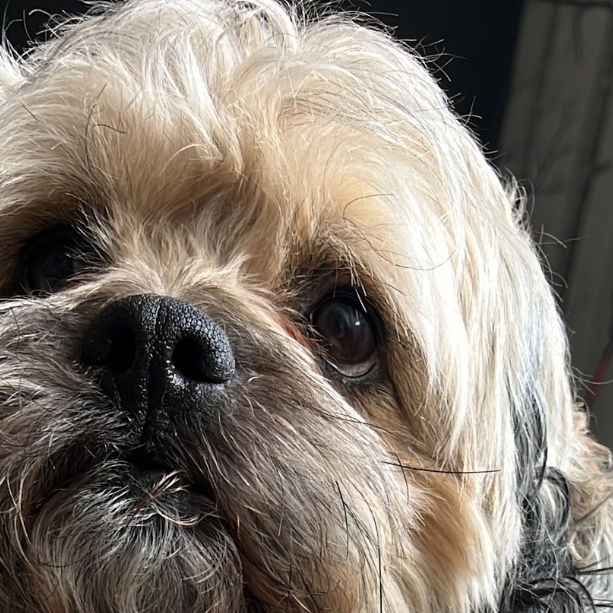 Dudley, the Shihpoo dog, has IVDD and Scrapes his Back Paws