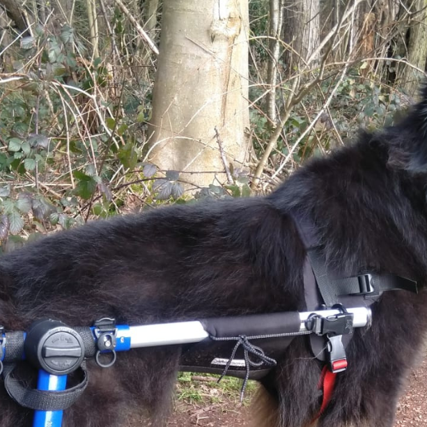 Mya, the German Shepherd, suffers with Degenerative Myelopathy