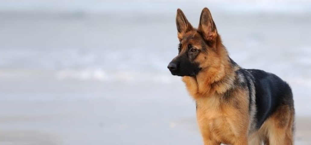 Hip Dysplasia in your German Shepherd