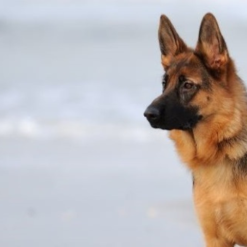 Hip Dysplasia in your German Shepherd