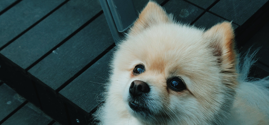 Dermagic System for Dogs Suffering with Black Skin Disease