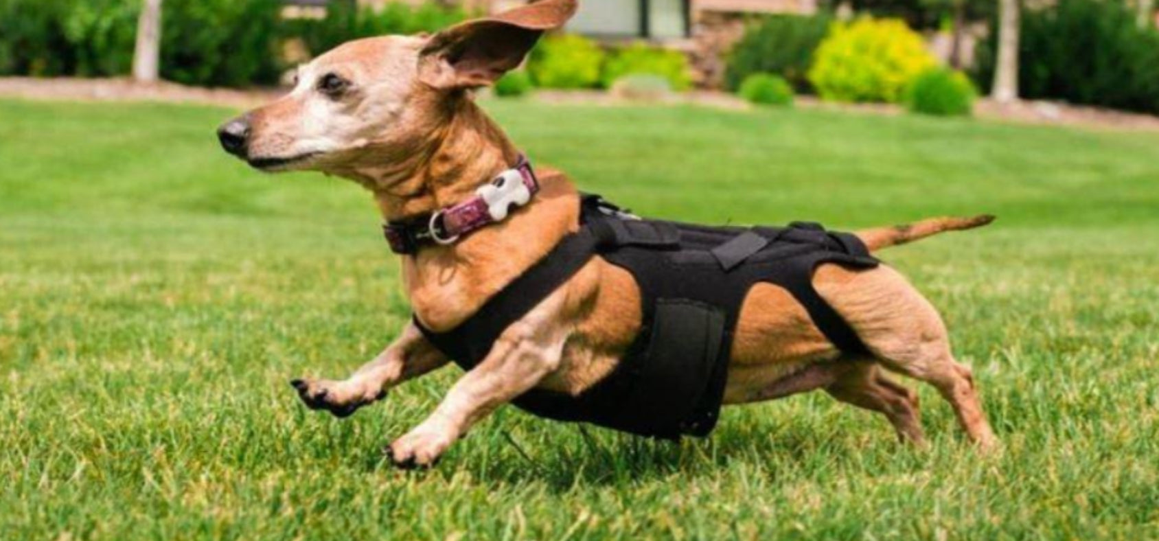 IVDD and Back Pain in Dogs and Suitable Dog Back Braces