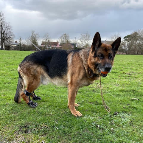 Raser, the German Shepherd, Suffers with Degenerative Myelopathy