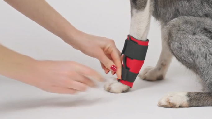 What Dog Leg Wrap and Support is Best if my Dog is Injured and Limping