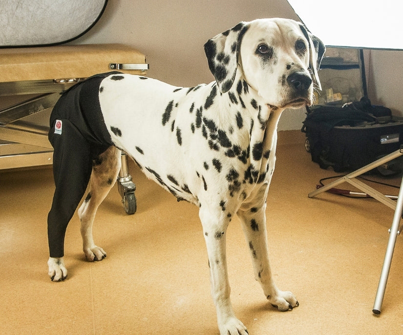 Dog Protection Medical Cover Premium - Rear Leg (made by Scandi Orthopedic)