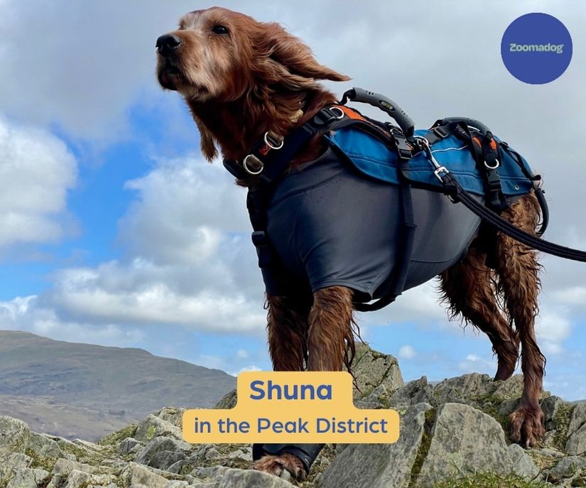 Help Em Up Harness - The Complete Dog Lifting Harness