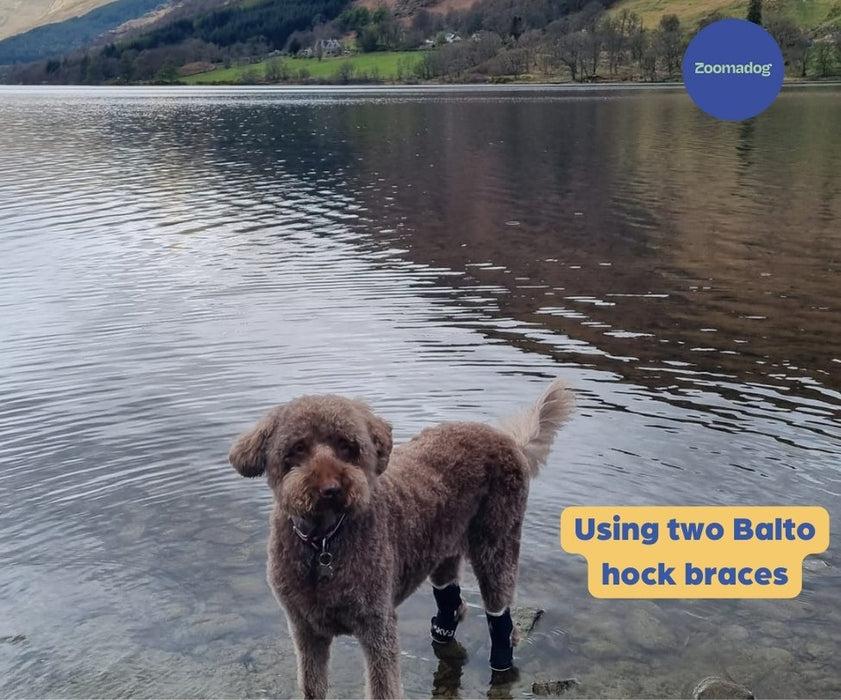 Balto® Hock - Dog Hock Splint Brace (moderate support)