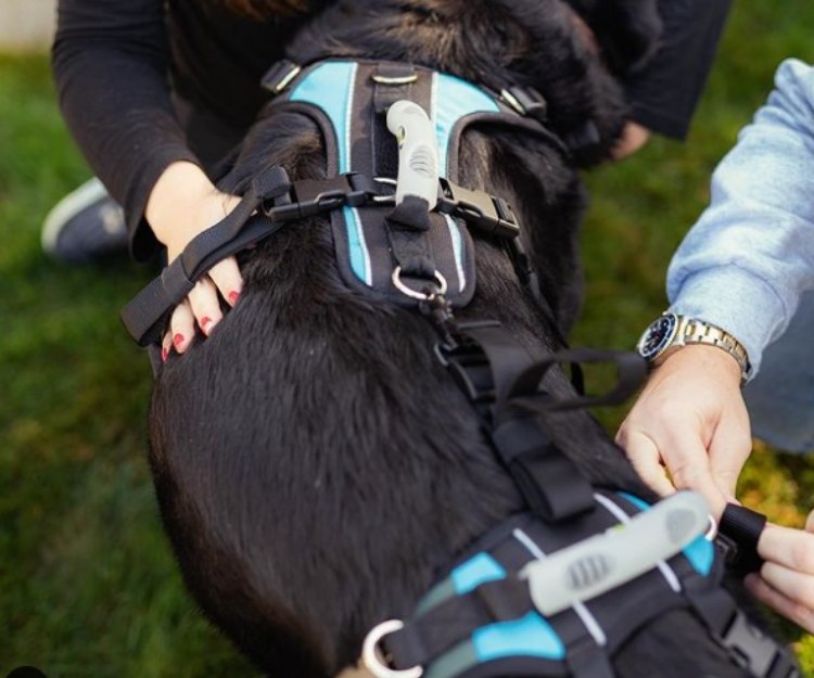Help Em Up Harness - The Complete Dog Lifting Harness