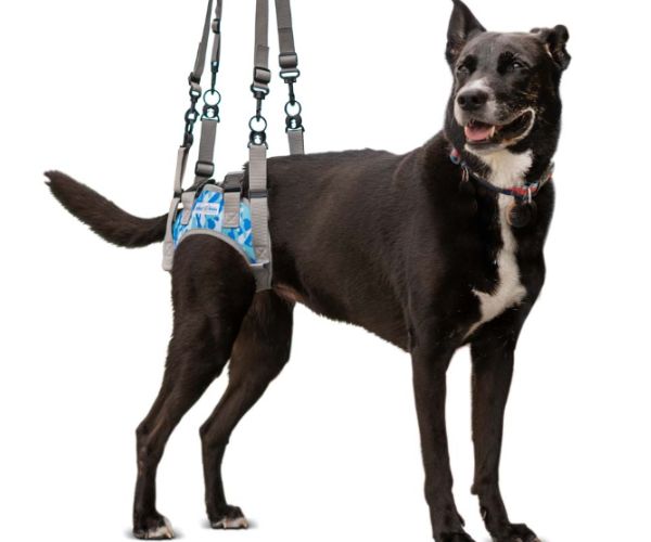 Walkin Rear Warrior Harness (for all Walkin wheelchair sizes)